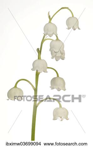 "Lily of the Valley (Convallaria majalis), Stuttgart, Baden-Wurttemberg, Germany, Europe" View Large Photo Image Picture - "Lily of the Valley (Convallaria majalis), Stuttgart, Baden-Wurttemberg, Germany, Europe". Fotosearch