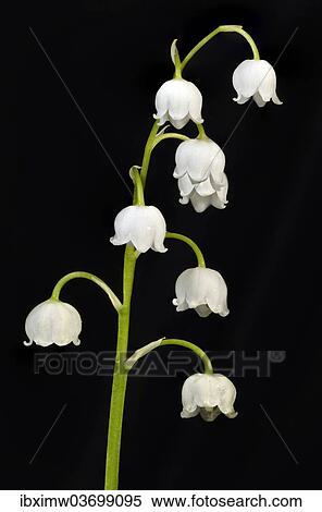 "Lily of the Valley (Convallaria majalis), Stuttgart, Baden-Wurttemberg, Germany, Europe" View Large Photo Image Stock Photography - "Lily of the Valley (Convallaria majalis), Stuttgart, Baden-Wurttemberg, Germany, Europe". Fotosearch