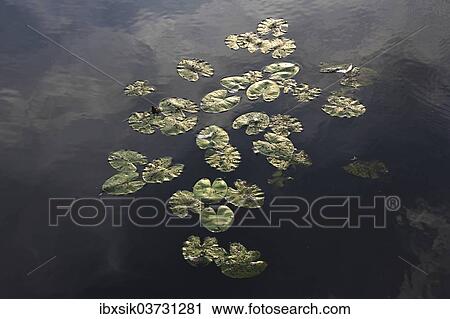 Stock Image - "Lily pads, Water Lily (Nymphaea), Federsee lake, near Bad Buchau, Baden-Wurttemberg, Germany, Europe". Fotosearch
