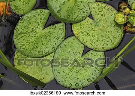 "Lily pads, Water lily (Nymphaea), with drops of water" View Large Photo Image Stock Photo - "Lily pads, Water lily (Nymphaea), with drops of water". Fotosearch