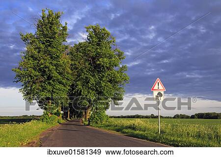 "Lime Tree or Linden (Tilia) tree-lined avenue in the evening light, Mecklenburg-Western Pomerania, Germany, Europe" View Large Photo Image Stock Photo - "Lime Tree or Linden (Tilia) tree-lined avenue in the evening light, Mecklenburg-Western Pomerania, Germany, Europe". Fotosearch