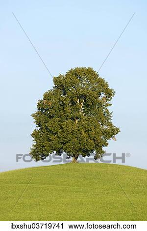 "Lime Tree (Tilia) on a green hill, Canton of Zug, Switzerland, Europe" View Large Photo Image Stock Image - "Lime Tree (Tilia) on a green hill, Canton of Zug, Switzerland, Europe". Fotosearch