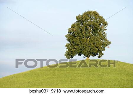 Stock Photo - "Lime Tree (Tilia) on a green hill, Canton of Zug, Switzerland, Europe". Fotosearch