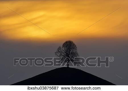 Stock Photo - "Lime tree (Tilia), on moraine hill, in the evening light, Hirzel, Canton of Zurich, Switzerland, Europe". Fotosearch