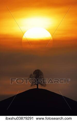 "Lime tree (Tilia), on moraine hills at sunset, Hirzel, Canton of Zurich, Switzerland, Europe" View Large Photo Image Stock Image - "Lime tree (Tilia), on moraine hills at sunset, Hirzel, Canton of Zurich, Switzerland, Europe". Fotosearch