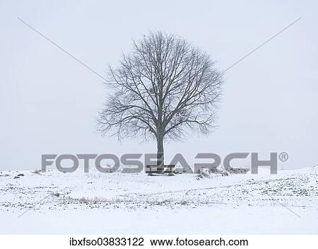 "Lime Tree (Tilia spp. ) and a wooden bench on a snow-covered field, Bavaria, Germany, Europe" View Large Photo Image Stock Image - "Lime Tree (Tilia spp. ) and a wooden bench on a snow-covered field, Bavaria, Germany, Europe". Fotosearch