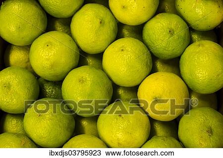 Limes View Large Photo Image Stock Image - Limes. Fotosearch