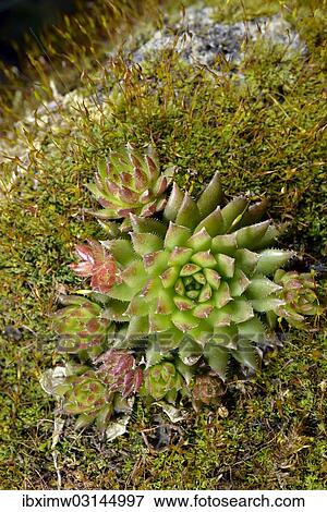 "Limestone houseleek (Sempervivum calcareum), amidst moss, Stuttgart, Baden-Wurttemberg, Germany, Europe" View Large Photo Image Stock Photo - "Limestone houseleek (Sempervivum calcareum), amidst moss, Stuttgart, Baden-Wurttemberg, Germany, Europe". Fotosearch