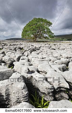 "Limestone landscape, Ingleborough National Nature Reserve, North Yorkshire, England, United Kingdom, Europe" View Large Photo Image Stock Image - "Limestone landscape, Ingleborough National Nature Reserve, North Yorkshire, England, United Kingdom, Europe". Fotosearch