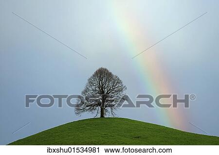 "Limetree, linden tree (Tilia) on a moraine hill with a rainbow, Hirzel, Switzerland, Europe" View Large Photo Image Stock Image - "Limetree, linden tree (Tilia) on a moraine hill with a rainbow, Hirzel, Switzerland, Europe". Fotosearch