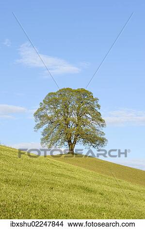 Picture - "Limetree (Tilia) in spring, Menzingen, Switzerland, Europe". Fotosearch