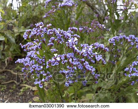 "Limonium or Sea-lavender (Limonium brassicifolium), endemic to the Canary Islands, La Gomera, Canary Islands, Spain, Europe, La Gomera, Agulo, Canary Islands, Spain, Europe" View Large Photo Image Stock Image - "Limonium or Sea-lavender (Limonium brassicifolium), endemic to the Canary Islands, La Gomera, Canary Islands, Spain, Europe, La Gomera, Agulo, Canary Islands, Spain, Europe". Fotosearch