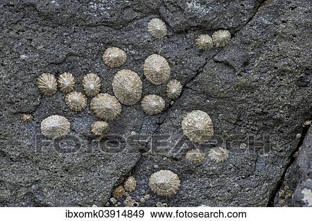 "Limpets (Patellidae) growing in the surf zone on rocks, Faroe Islands, Denmark, Europe" View Large Photo Image Stock Photo - "Limpets (Patellidae) growing in the surf zone on rocks, Faroe Islands, Denmark, Europe". Fotosearch