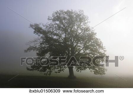 Linden (Tilia) View Large Photo Image Stock Photo - Linden (Tilia). Fotosearch