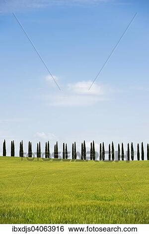 "Line of cypress trees, near San Quirico d'Orcia, Val d'Orcia, Province of Siena, Tuscany, Italy, Europe" View Large Photo Image Stock Photograph - "Line of cypress trees, near San Quirico d'Orcia, Val d'Orcia, Province of Siena, Tuscany, Italy, Europe". Fotosearch