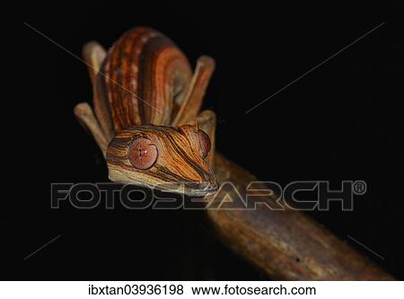 "Lined Flat-tail Gecko or Lined Leaf-tail Gecko (Uroplatus lineatus), Marojejy Madagascar" View Large Photo Image Stock Photo - "Lined Flat-tail Gecko or Lined Leaf-tail Gecko (Uroplatus lineatus), Marojejy Madagascar". Fotosearch