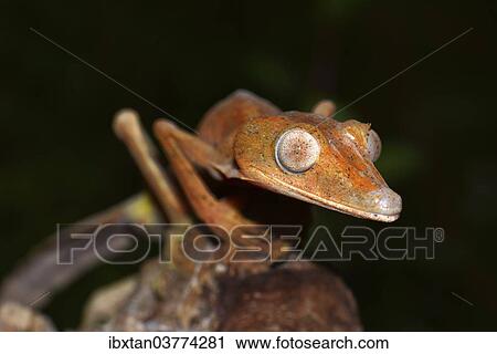 "Lined Leaf-tail Gecko (Uroplatus lineatus), Marojejy National Park, Sava region, Madagascar, Africa" View Large Photo Image Stock Image - "Lined Leaf-tail Gecko (Uroplatus lineatus), Marojejy National Park, Sava region, Madagascar, Africa". Fotosearch