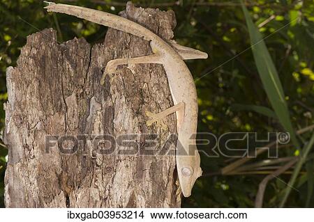 Picture - "Lined Leaf-Tailed Gecko (Uroplatus lineatus), Madagascar, Africa". Fotosearch