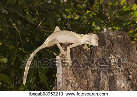 "Lined Leaf-Tailed Gecko (Uroplatus lineatus), Madagascar, Africa" View Large Photo Image Stock Image - "Lined Leaf-Tailed Gecko (Uroplatus lineatus), Madagascar, Africa". Fotosearch