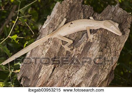 "Lined Leaf-Tailed Gecko (Uroplatus lineatus), Madagascar, Africa" View Large Photo Image Stock Photography - "Lined Leaf-Tailed Gecko (Uroplatus lineatus), Madagascar, Africa". Fotosearch