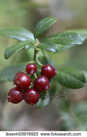 "Lingonberries or Cowberries (Vaccinium vitis-idaea), Emsland, Lower Saxony, Germany, Europe" View Large Photo Image Stock Image - "Lingonberries or Cowberries (Vaccinium vitis-idaea), Emsland, Lower Saxony, Germany, Europe". Fotosearch