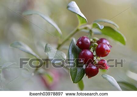 Stock Photo - "Lingonberries or Cowberries (Vaccinium vitis-idaea), Emsland, Lower Saxony, Germany, Europe". Fotosearch