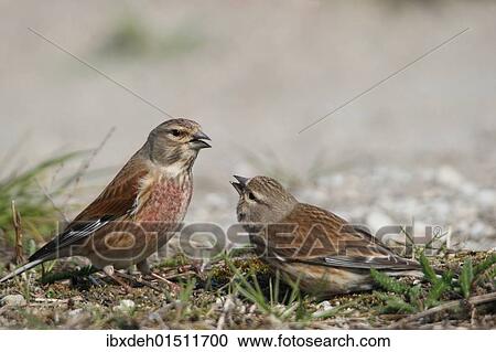 "Linnet (Carduelis cannabina), female, right, begging male for food, courtship behavior, Burgenland, Austria, Europe" View Large Photo Image Stock Image - "Linnet (Carduelis cannabina), female, right, begging male for food, courtship behavior, Burgenland, Austria, Europe". Fotosearch
