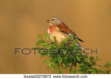 "Linnet (Carduelis cannabina), male perched on a green branch, Lake Neusiedl, Burgenland, Austria, Europe" View Large Photo Image Stock Image - "Linnet (Carduelis cannabina), male perched on a green branch, Lake Neusiedl, Burgenland, Austria, Europe". Fotosearch