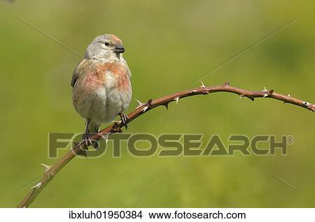 Linnet (Carduelis cannabina) View Large Photo Image Picture - Linnet (Carduelis cannabina). Fotosearch
