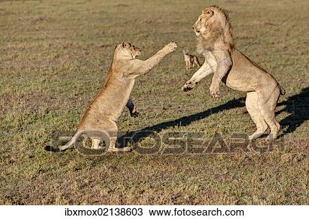 "Lion and lioness fighting (Panthera leo) fighting, Masai Mara National Reserve, Kenya, East Africa, Africa, PublicGround, Africa" View Large Photo Image Stock Image - "Lion and lioness fighting (Panthera leo) fighting, Masai Mara National Reserve, Kenya, East Africa, Africa, PublicGround, Africa". Fotosearch