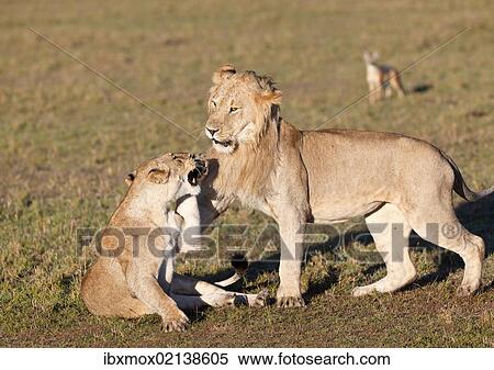 "Lion and lioness fighting (Panthera leo) fighting, Masai Mara National Reserve, Kenya, East Africa, Africa, PublicGround, Africa" View Large Photo Image Stock Photography - "Lion and lioness fighting (Panthera leo) fighting, Masai Mara National Reserve, Kenya, East Africa, Africa, PublicGround, Africa". Fotosearch