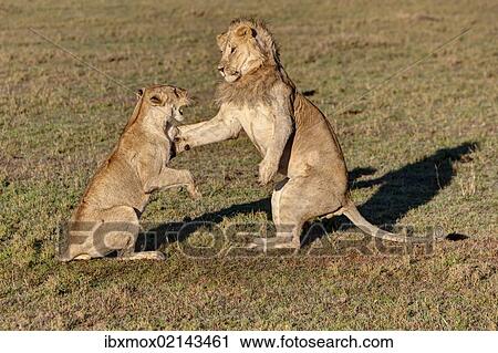 "Lion and Lioness (Panthera leo) fighting, Masai Mara National Reserve, Kenya, East Africa, Africa, PublicGround, Africa" View Large Photo Image Stock Image - "Lion and Lioness (Panthera leo) fighting, Masai Mara National Reserve, Kenya, East Africa, Africa, PublicGround, Africa". Fotosearch