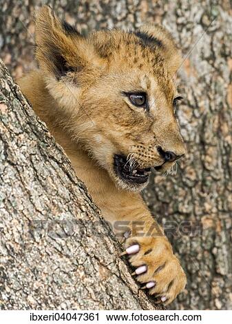 "Lion cub (Panthera leo), 3 months, captive" View Large Photo Image Stock Image - "Lion cub (Panthera leo), 3 months, captive". Fotosearch