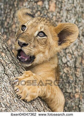 "Lion cub (Panthera leo), 3 months, captive" View Large Photo Image Stock Image - "Lion cub (Panthera leo), 3 months, captive". Fotosearch