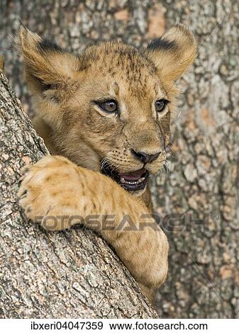 "Lion cub (Panthera leo), 3 months, captive" View Large Photo Image Stock Photo - "Lion cub (Panthera leo), 3 months, captive". Fotosearch