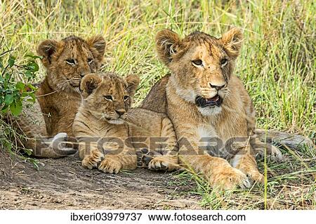 Stock Photo - "Lion cubs (Panthera leo), Maasai Mara, Kenya, Africa". Fotosearch