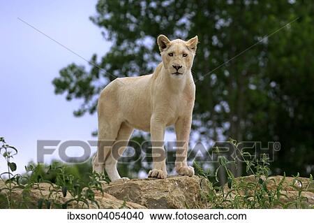 "Lion (Panthera leo), adult female, lioness, white lion, colour mutation, standing on a rock, native to Africa, captive, England, United Kingdom, Europe" View Large Photo Image Stock Image - "Lion (Panthera leo), adult female, lioness, white lion, colour mutation, standing on a rock, native to Africa, captive, England, United Kingdom, Europe". Fotosearch
