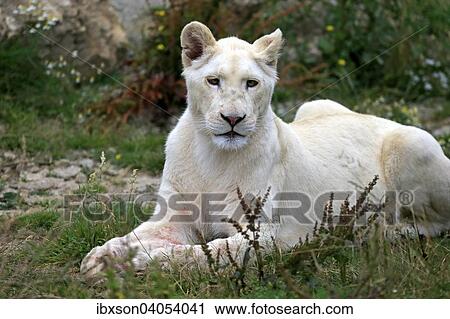 "Lion (Panthera leo), adult female, lioness, white lion, native to Africa, captive, England, United Kingdom, Europe" View Large Photo Image Stock Image - "Lion (Panthera leo), adult female, lioness, white lion, native to Africa, captive, England, United Kingdom, Europe". Fotosearch