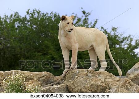 "Lion (Panthera leo), adult female, lioness, white lion, colour mutation, standing on a rock, native to Africa, captive, England, United Kingdom, Europe" View Large Photo Image Stock Photo - "Lion (Panthera leo), adult female, lioness, white lion, colour mutation, standing on a rock, native to Africa, captive, England, United Kingdom, Europe". Fotosearch