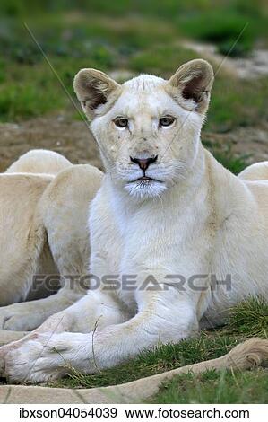 "Lion (Panthera leo), adult female, lioness, white lion, native to Africa, captive, England, United Kingdom, Europe" View Large Photo Image Stock Photo - "Lion (Panthera leo), adult female, lioness, white lion, native to Africa, captive, England, United Kingdom, Europe". Fotosearch