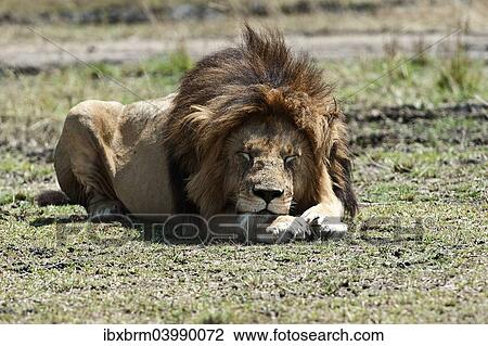 "Lion (Panthera leo), adult, Maasai Mara, Kenya, Africa" View Large Photo Image Stock Image - "Lion (Panthera leo), adult, Maasai Mara, Kenya, Africa". Fotosearch