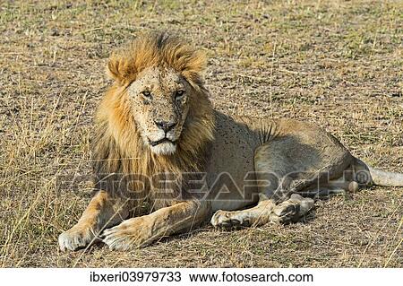Stock Image - "Lion (Panthera leo), adult male, Maasai Mara National Reserve, Kenya, Africa". Fotosearch