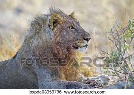"Lion (Panthera leo), adult male, Etosha National Park, Namibia, Africa" View Large Photo Image Stock Photograph - "Lion (Panthera leo), adult male, Etosha National Park, Namibia, Africa". Fotosearch