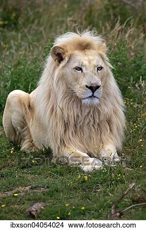 "Lion (Panthera leo), adult male, white lion, colour mutation, native to Africa, captive, England, United Kingdom, Europe" View Large Photo Image Picture - "Lion (Panthera leo), adult male, white lion, colour mutation, native to Africa, captive, England, United Kingdom, Europe". Fotosearch