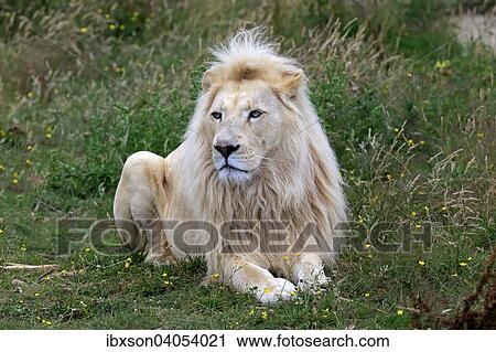"Lion (Panthera leo), adult male, white lion, colour mutation, native to Africa, captive, England, United Kingdom, Europe" View Large Photo Image Stock Image - "Lion (Panthera leo), adult male, white lion, colour mutation, native to Africa, captive, England, United Kingdom, Europe". Fotosearch