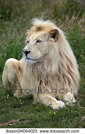 "Lion (Panthera leo), adult male, white lion, colour mutation, native to Africa, captive, England, United Kingdom, Europe" View Large Photo Image Stock Image - "Lion (Panthera leo), adult male, white lion, colour mutation, native to Africa, captive, England, United Kingdom, Europe". Fotosearch