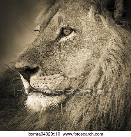 "Lion (Panthera leo), adult male with a long mane, Okavango Delta, Botswana, Africa" View Large Photo Image Stock Image - "Lion (Panthera leo), adult male with a long mane, Okavango Delta, Botswana, Africa". Fotosearch