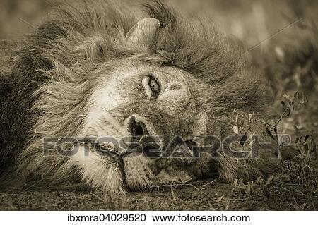 "Lion (Panthera leo), adult male with a long mane, lying down, Okavango Delta, Botswana, Africa" View Large Photo Image Stock Image - "Lion (Panthera leo), adult male with a long mane, lying down, Okavango Delta, Botswana, Africa". Fotosearch