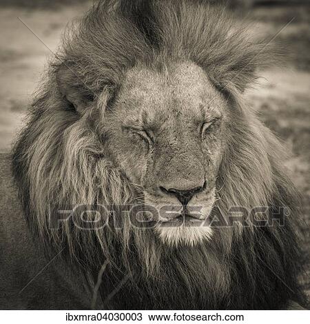 "Lion (Panthera leo), adult male with a long mane and closed eyes, lying down, Okavango Delta, Botswana, Africa" View Large Photo Image Stock Image - "Lion (Panthera leo), adult male with a long mane and closed eyes, lying down, Okavango Delta, Botswana, Africa". Fotosearch