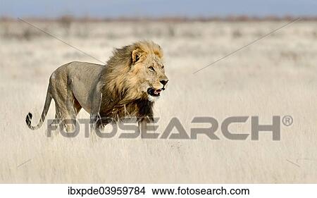 "Lion (Panthera leo), adult walking in long grass, Etosha National Park, Namibia, Africa" View Large Photo Image Picture - "Lion (Panthera leo), adult walking in long grass, Etosha National Park, Namibia, Africa". Fotosearch